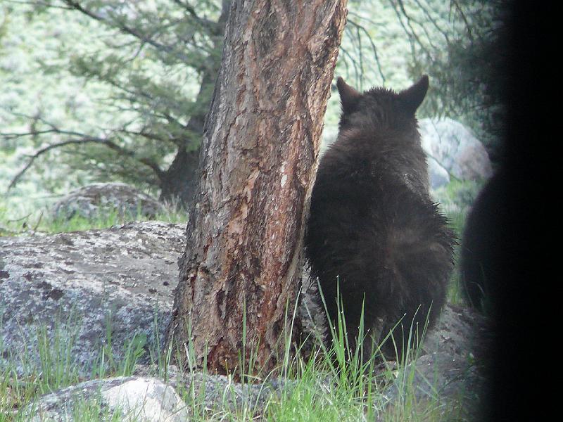 Black bear cub leaving.jpg - He crossed the road and is following Mom and his sibling up the hill.